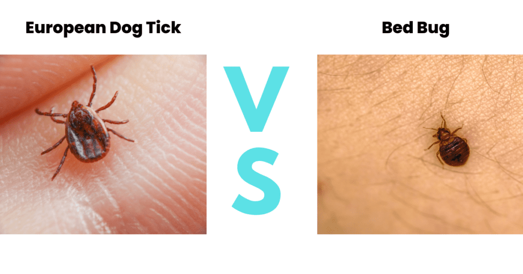 European Dog Tick vs Bed Bug - Side by side
