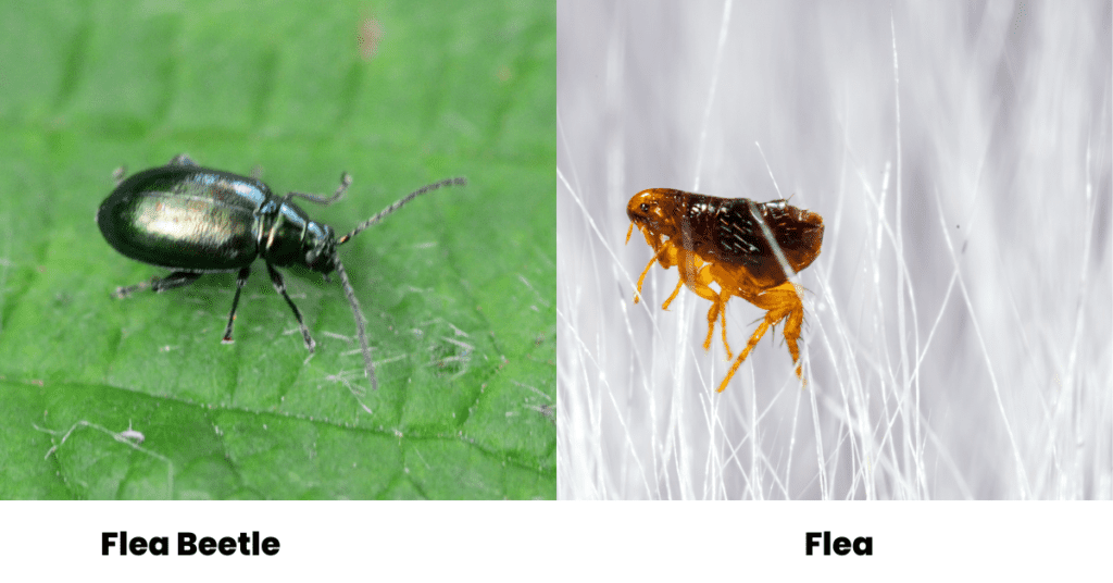 Flea beetle vs flea
