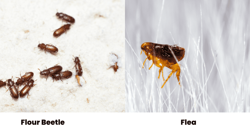 Flour beetle vs flea