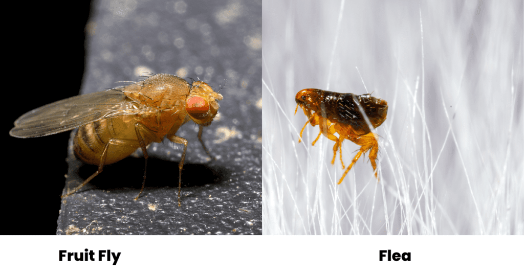 Fruit Fly vs flea - Bugs That Look Like Fleas