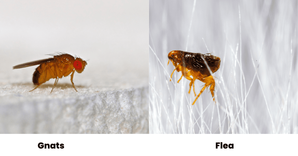 Gnats vs flea