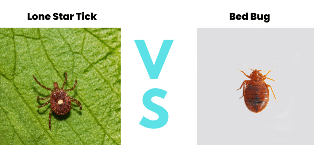 Lone Star Tick vs Bed Bug - Side by side