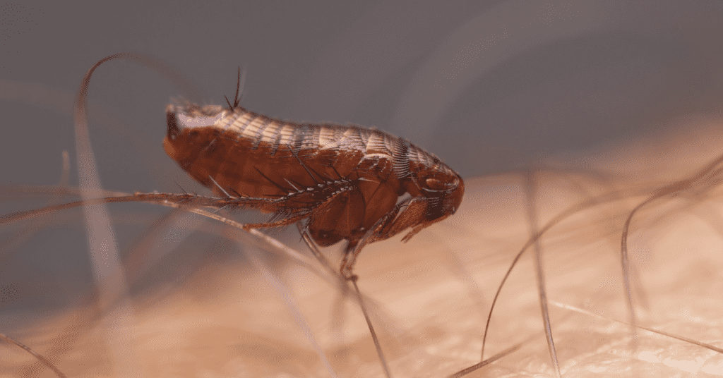 Picture of a flea clinging to a piece of hair