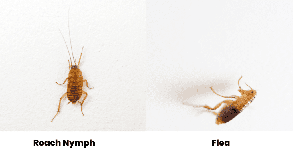 Roach nymph vs flea