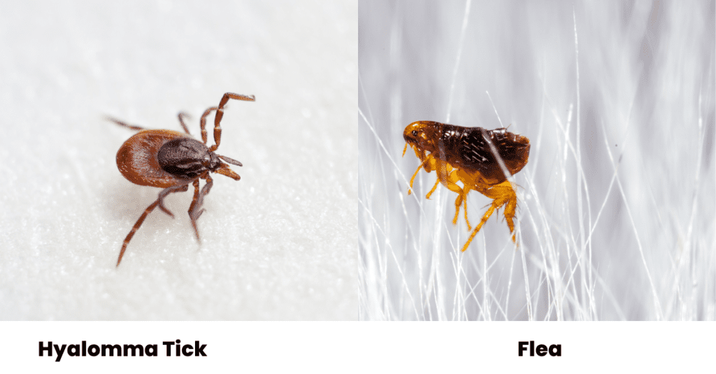 Tick vs flea - some people mistake a tick for a flea.