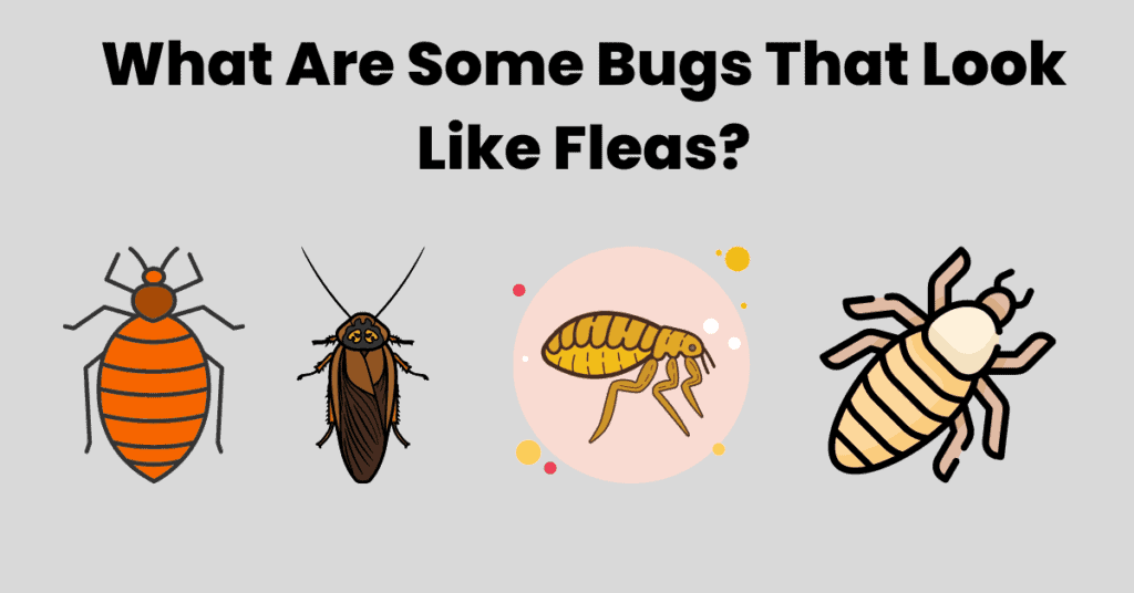 What Are Some Bugs That Look Like Fleas?