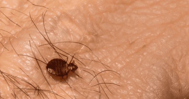 Do Bed Bugs Bite Every Night? (and How Often Do They Bite?)