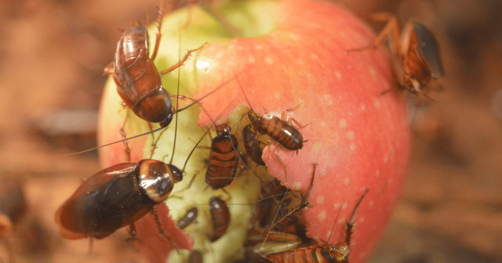 cockroaches eating an apple