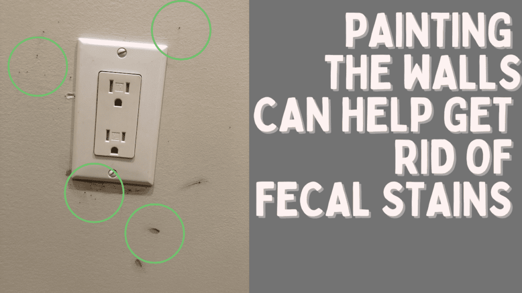 painting the walls can help get rid of fecal stains