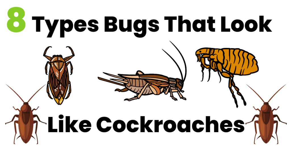 8 bugs that look like cockroaches