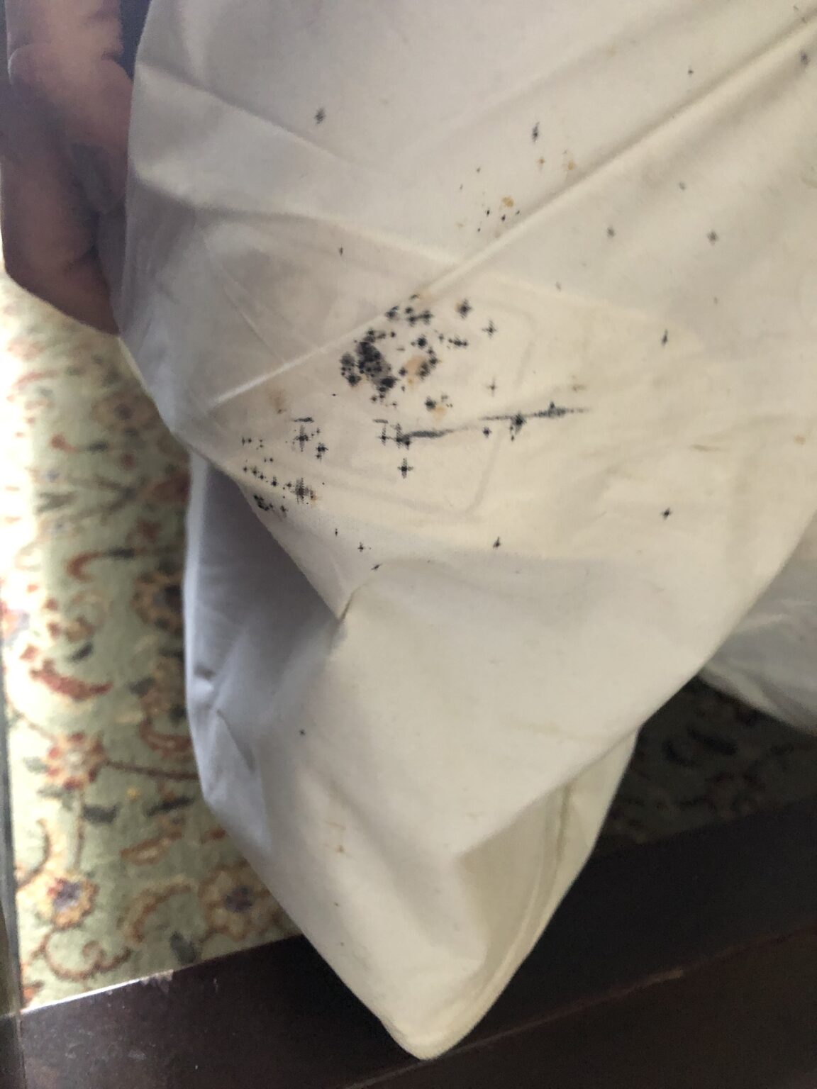 What Are Early Signs Of Bed Bugs Tips From A Pro 3204