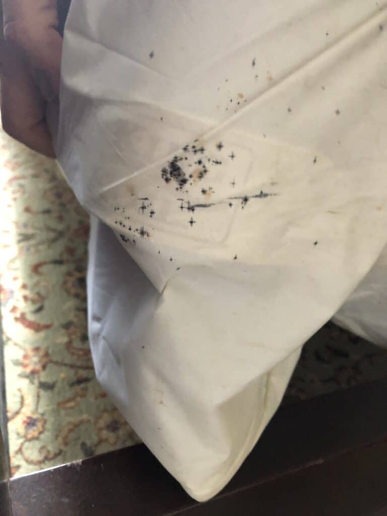 Advanced signs of a bed bug infestation - bed bug stains on sheets
