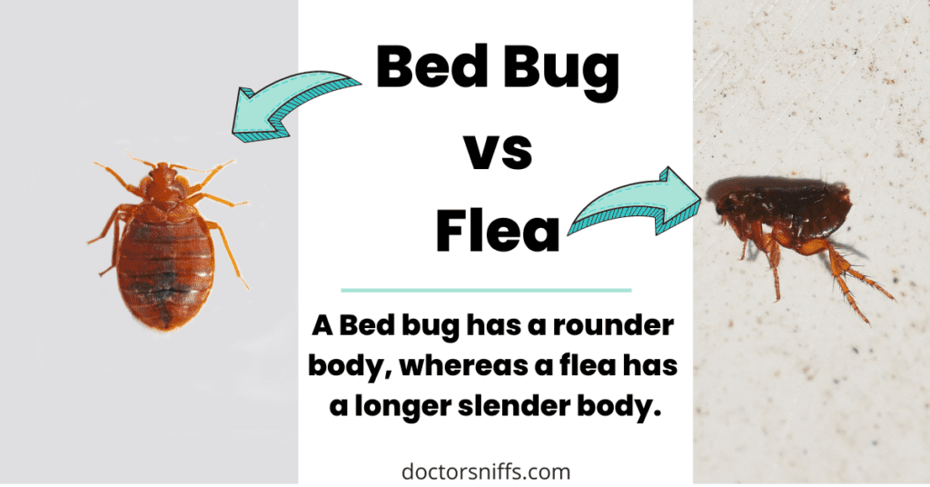 Fleas Vs Bed Bugs Which One Do I Have 1320