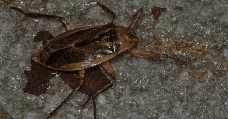 8 Types of Bugs That Look Like Cockroaches with Photos