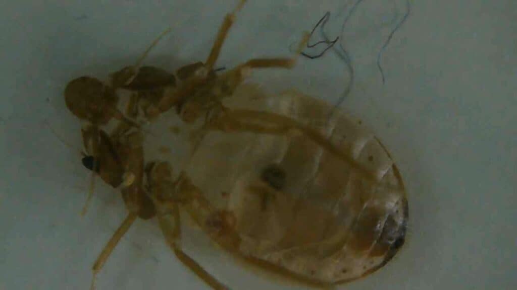 a bed bug shell zoomed in