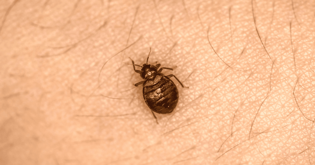 bed bug on human skin looks different than a flea