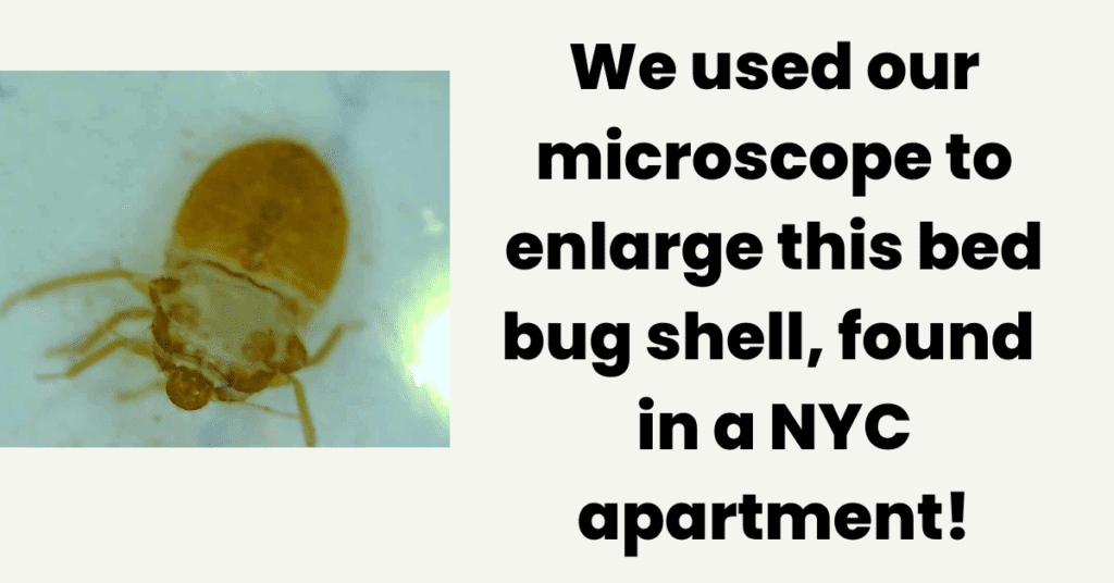 bed bug shell in a NYC apartment