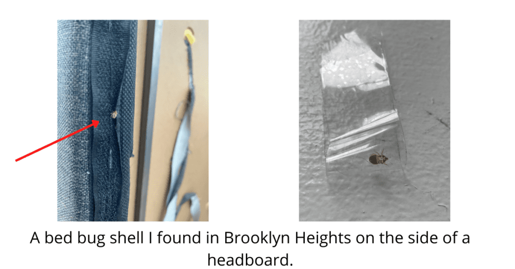 bed bug shells in Brooklyn Heights
