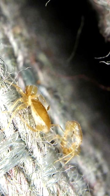 bed bug shells on a box spring