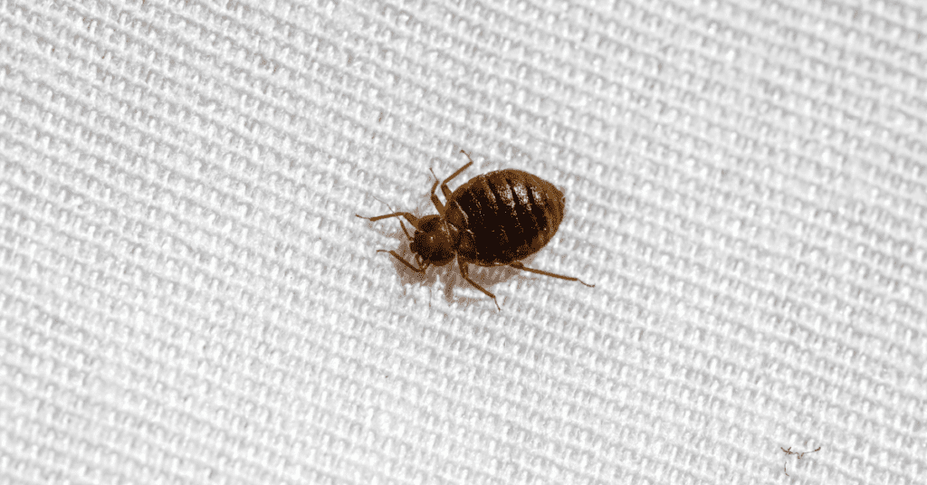 bed bugs and roaches are often confused