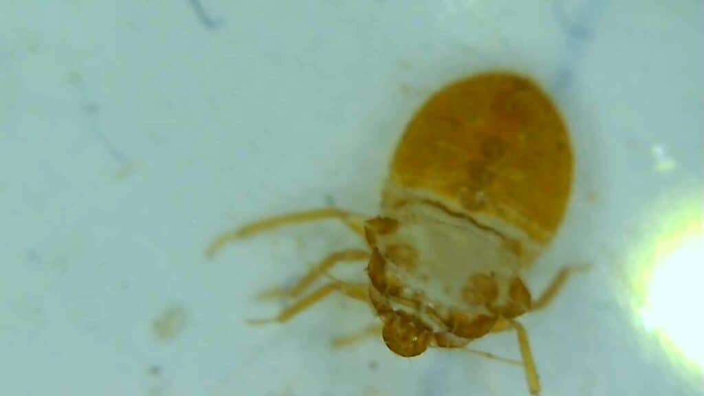 cast skin of a bed bug