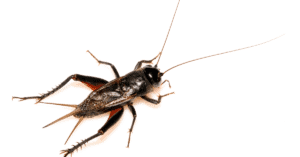 8 Types of Bugs That Look Like Cockroaches with Photos