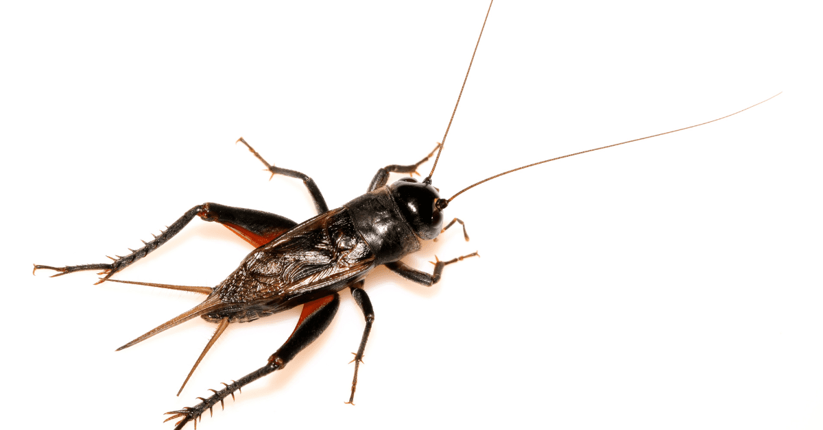 8 Types of Bugs That Look Like Cockroaches with Photos