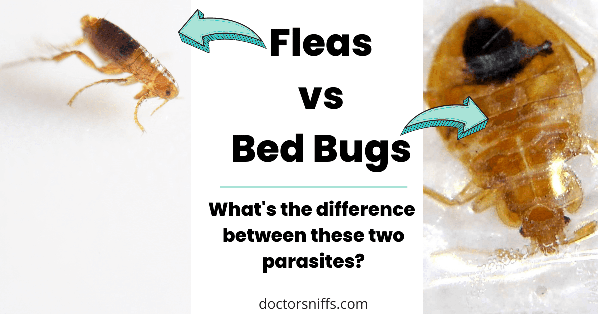 bed bug vs flea bites