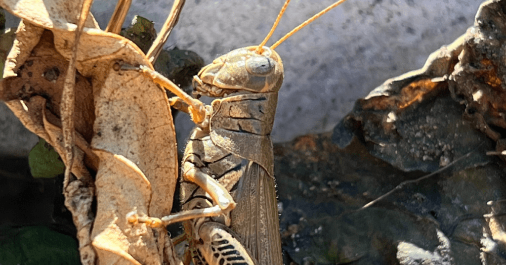 grasshopper - mistaken for a roach