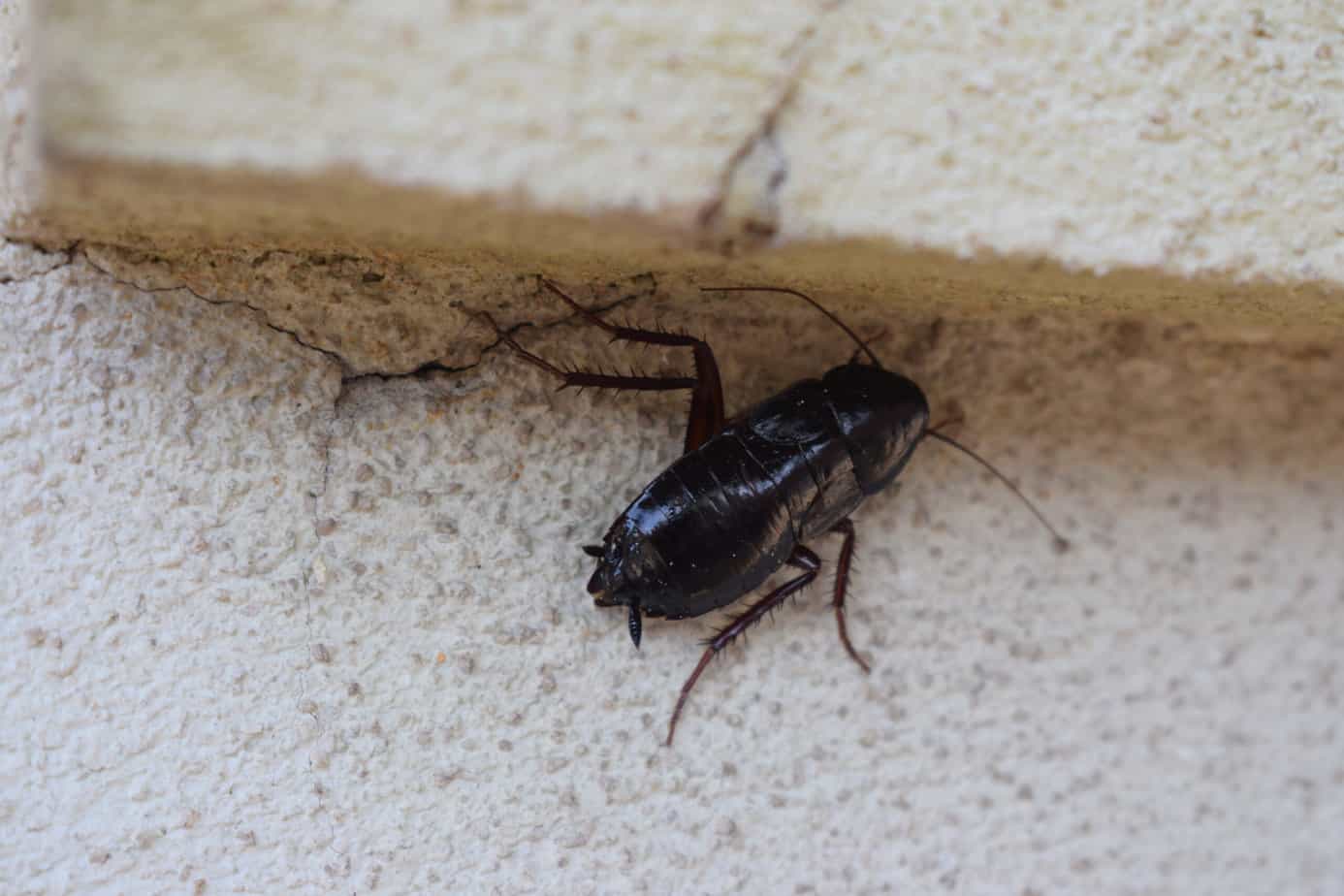 8 Types of Bugs That Look Like Cockroaches with Photos
