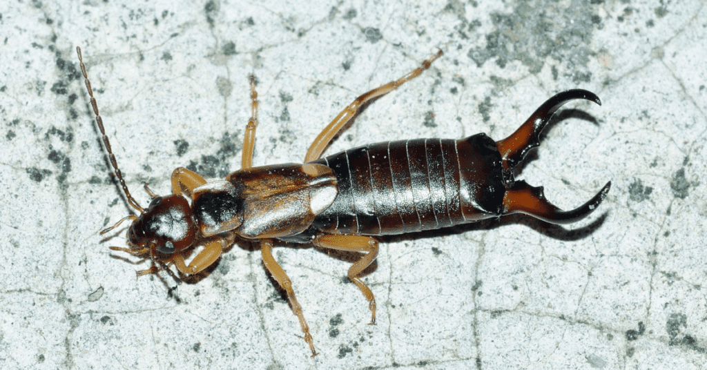 people think an earwig looks like a roach