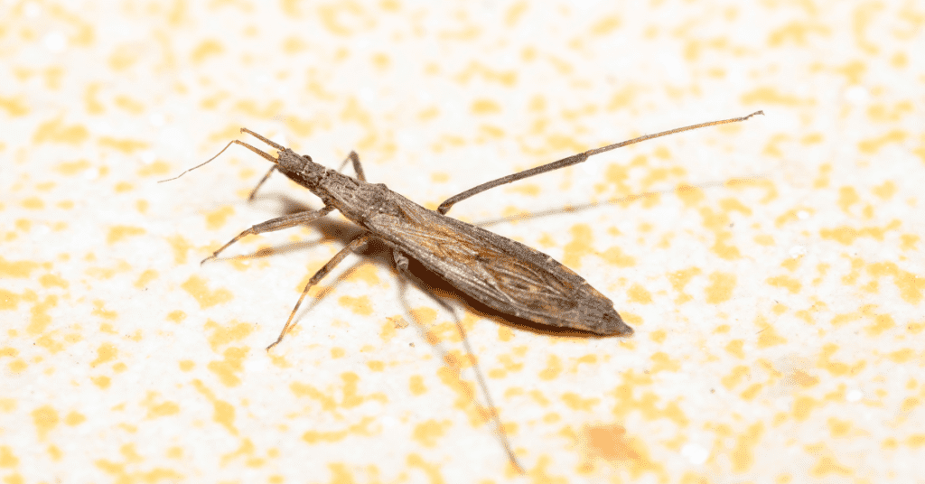 Stink Bugs Are A Brown Bug That Looks Like A Roach 1024x536 