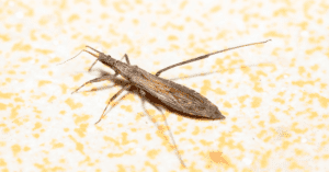 8 Types of Bugs That Look Like Cockroaches with Photos