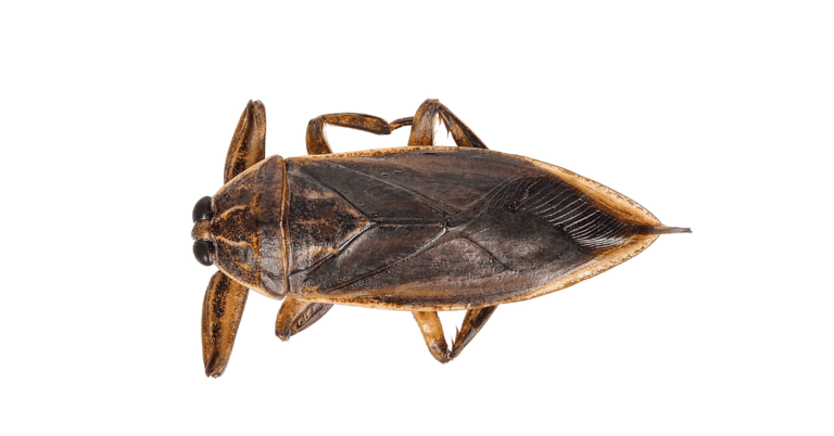 8 Types of Bugs That Look Like Cockroaches with Photos