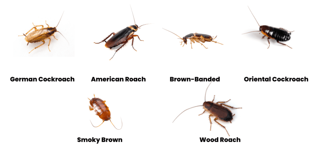what do cockroaches look like