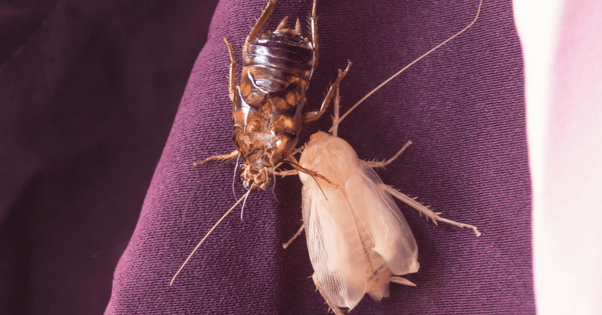 Albino Roach - What Do if You See One (with Photos)