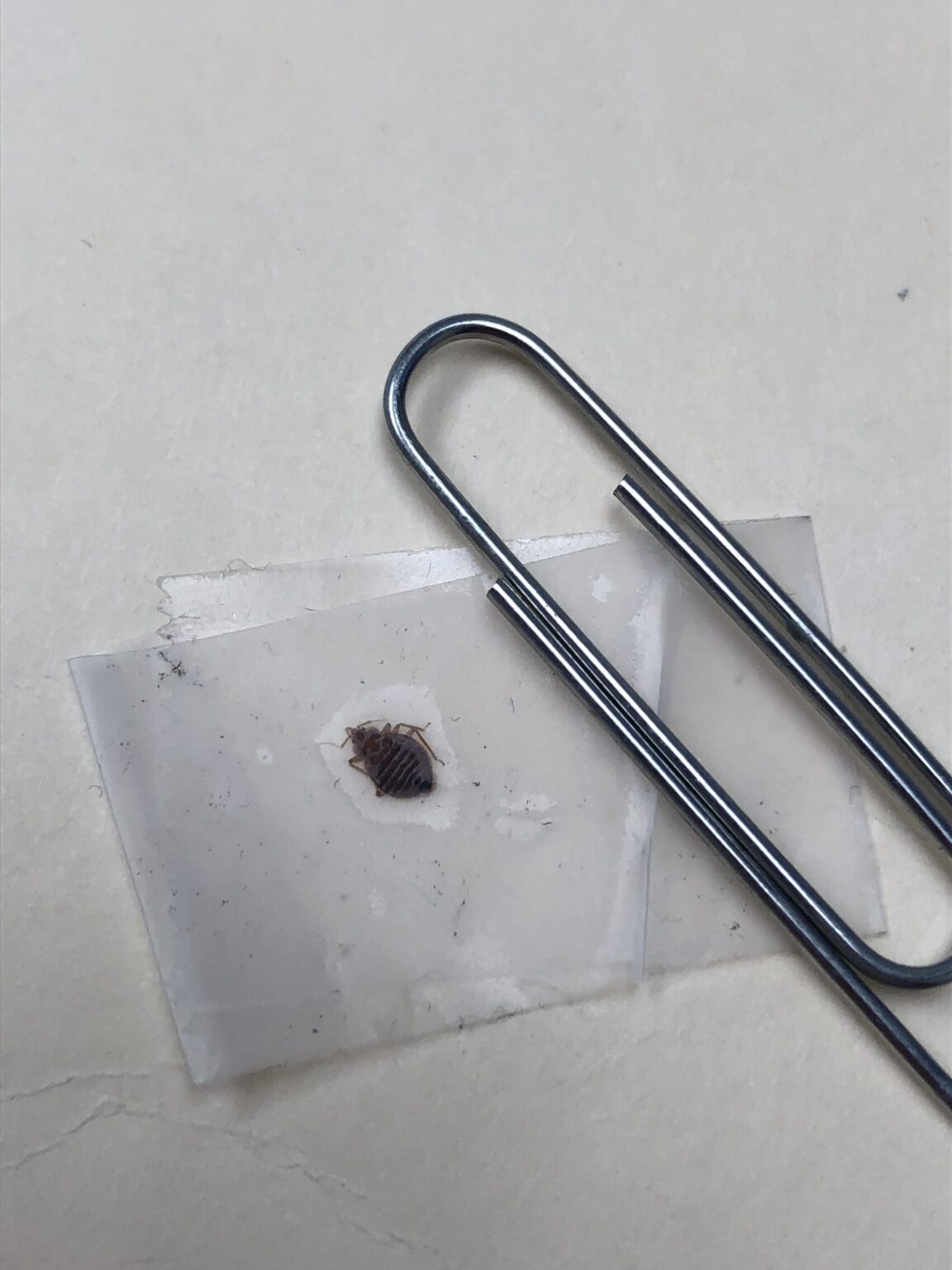 Dead Bed Bugs A Guide With Photos What To Do if You See One