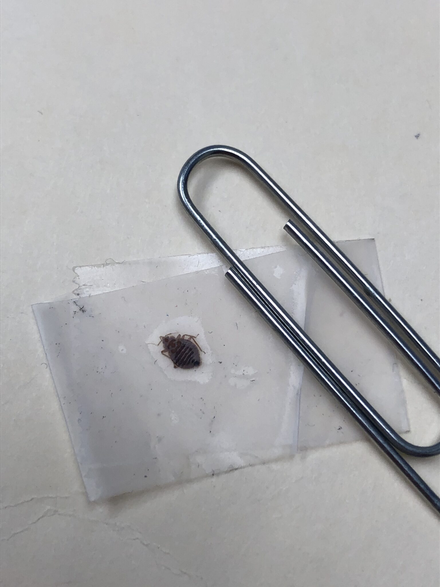 Dead Bed Bugs A Guide With Photos What To Do if You See One