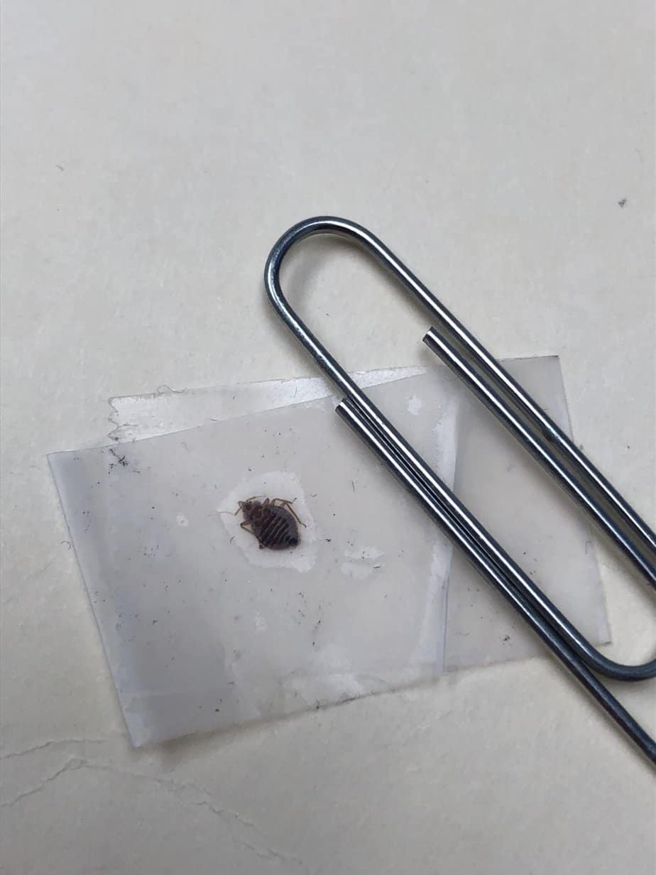 Dead Bed Bugs A Guide With Photos What To Do if You See One