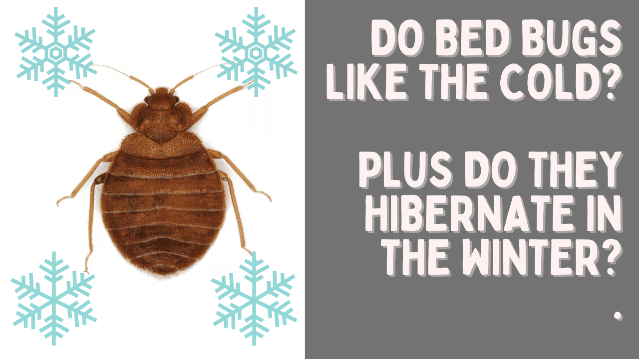 Do Bed Bugs Like The Cold? And Do They Go Away in the Winter?