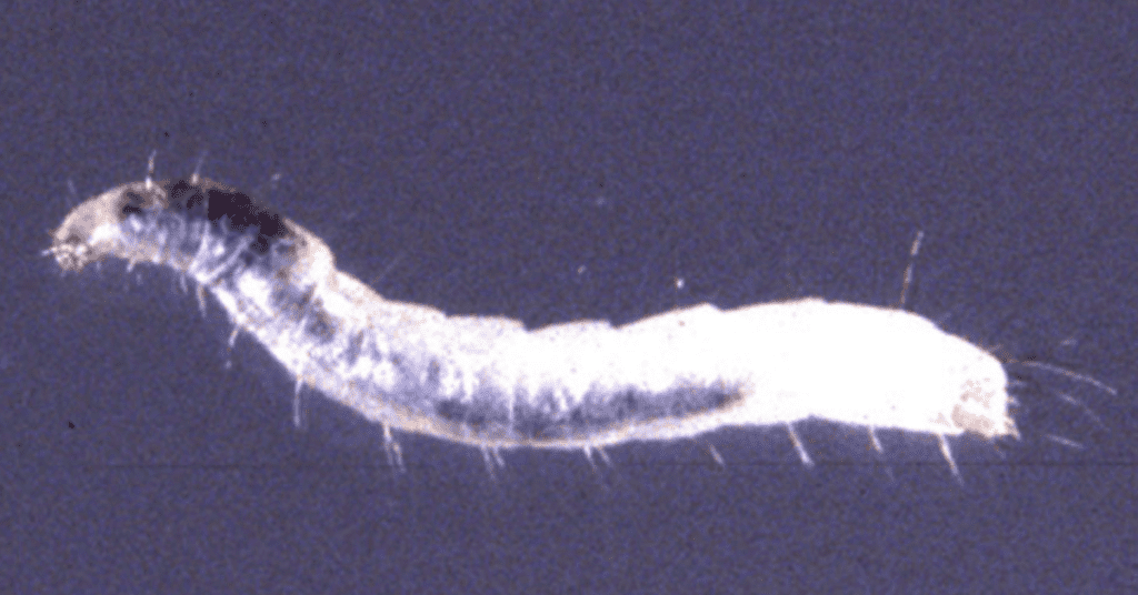 Flea Larvae has a dark gut