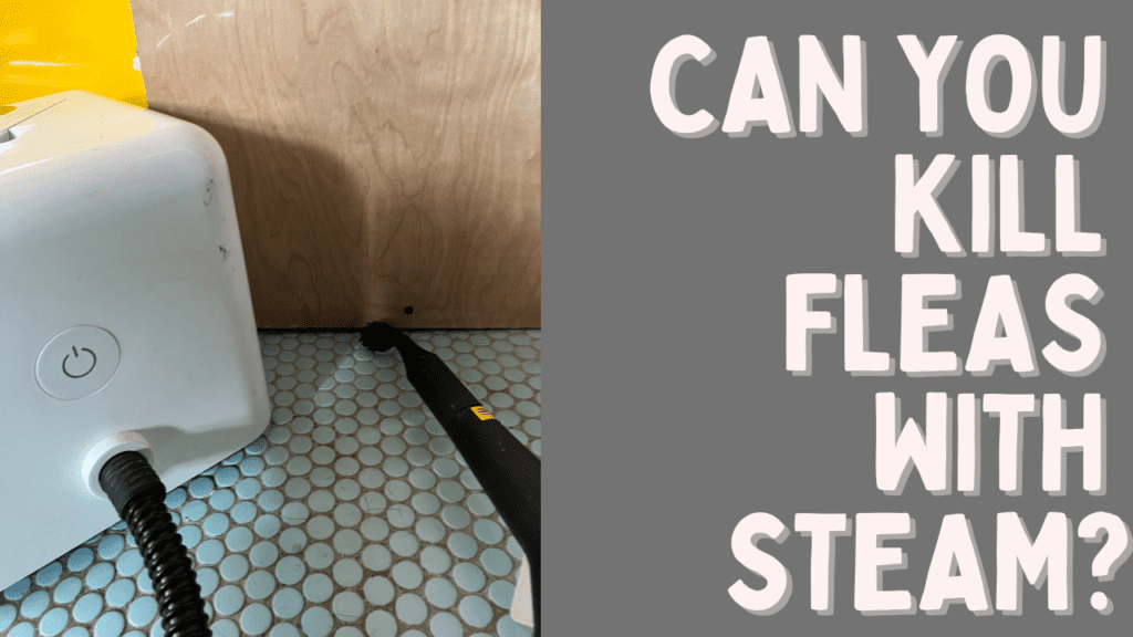 Can you kill fleas with steam?