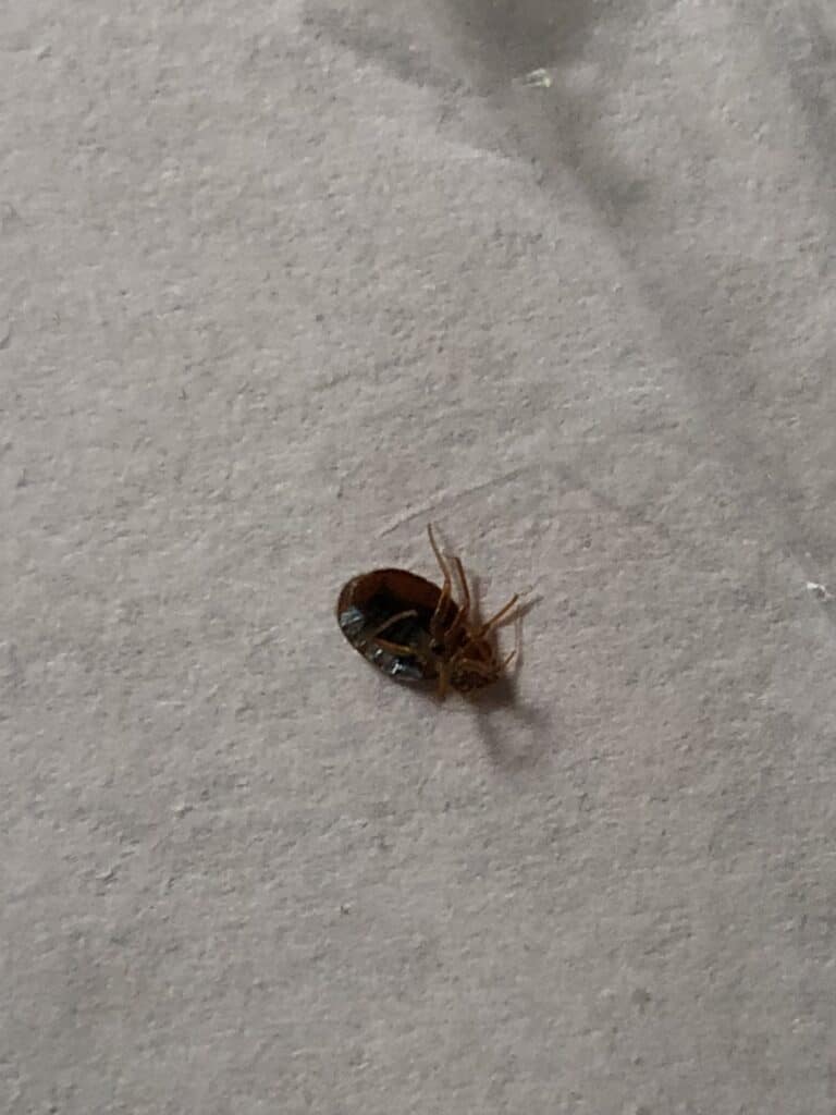 a dead bed bug on its back