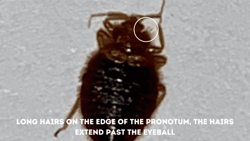 bat bug has long hairs