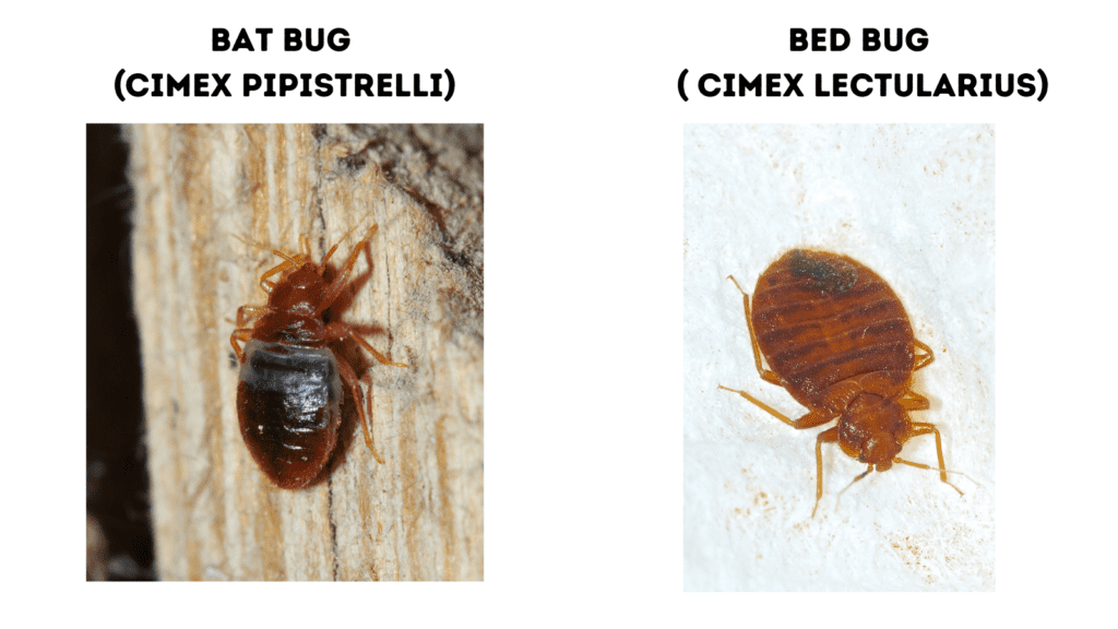 bat bug vs bed bug (cimex pipistrelli vs cimex lectularius)