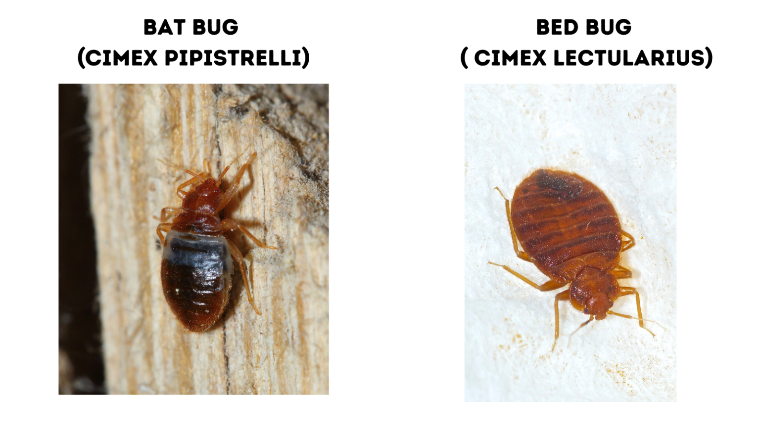 Bat Bug Vs Bed Bug: A Guide With Photos - Doctor Sniffs