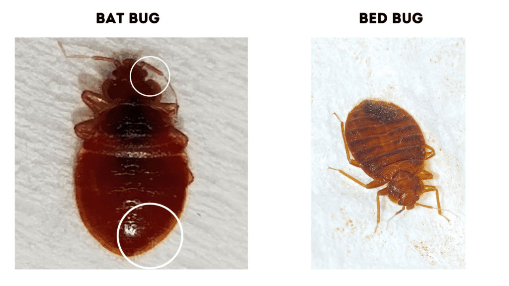 bat bug vs bed bug (bat bugs are hairier)