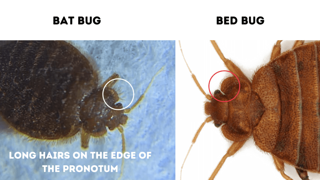 bat bug vs bed bug - Cimex adjunctus vs Cimex lectularius