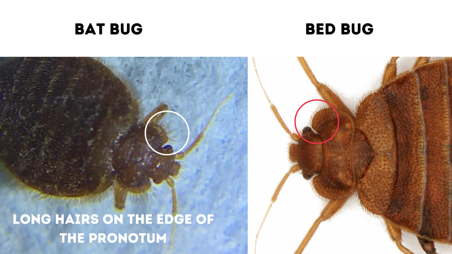 Bat Bug Vs Bed Bug: A Guide With Photos - Doctor Sniffs