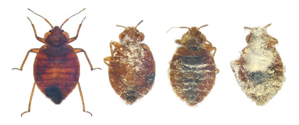 A bed bug dying from the fungus Biopesticide Aprehend